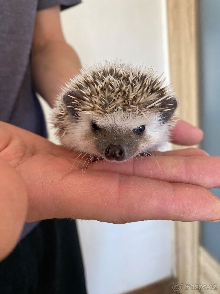 Ježek bělobřichý - mláďata