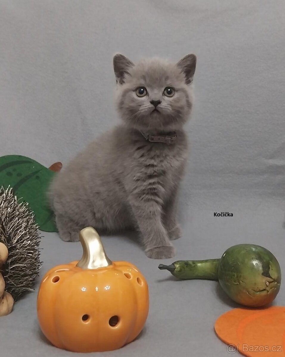 Britské modré koťátko britské kotě