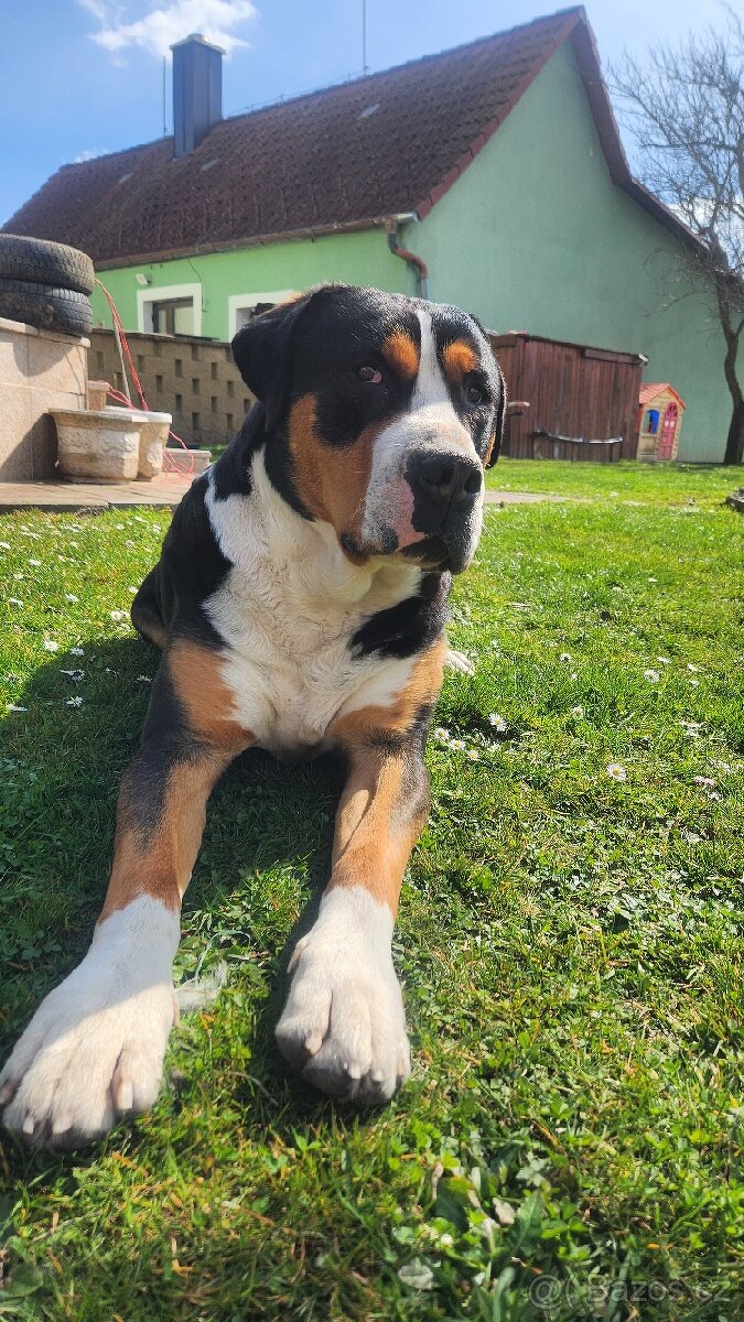 Velký švýcarský salašnický pes