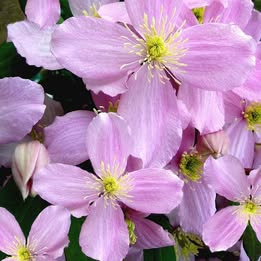 Prodám Klematis (Plamének, Clematis) Rubens