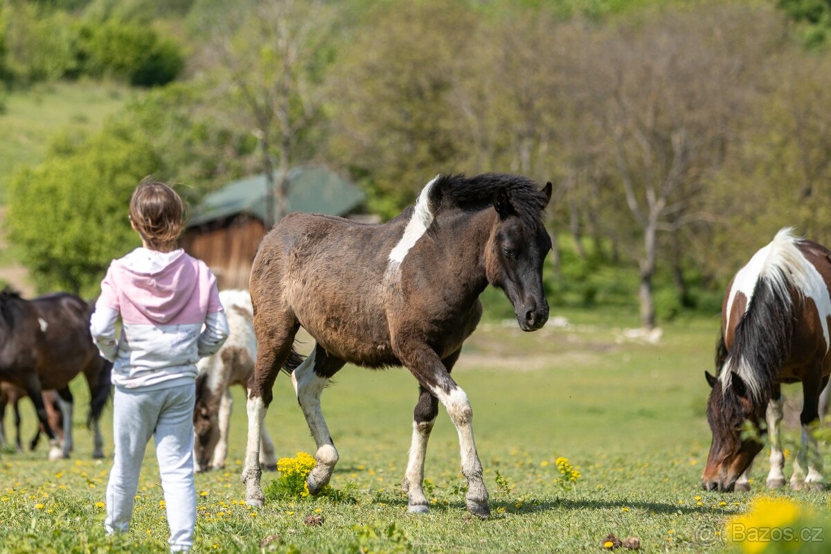 HUCULSKÁ KLISNA, černobílá strakatá, tobiano