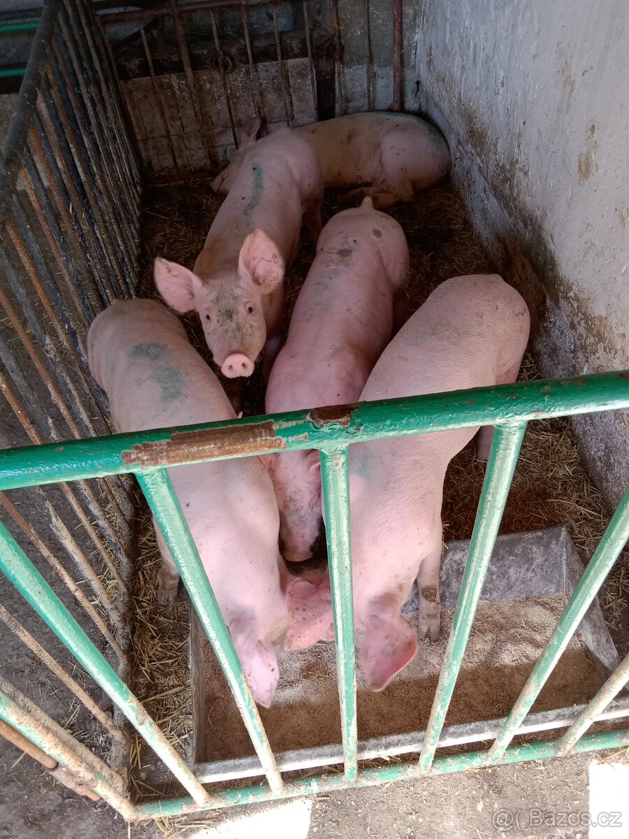 Selata na rožeň