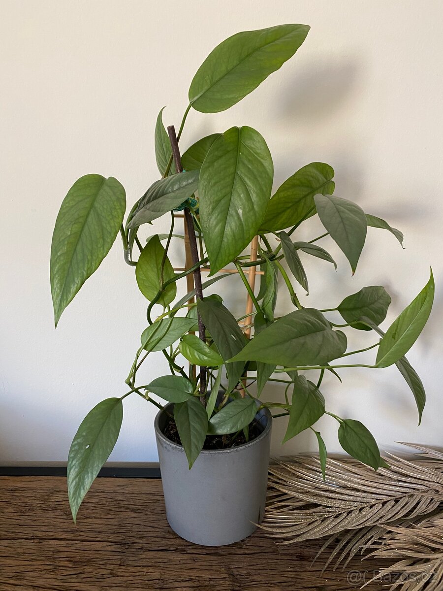 Epipremnum cebu blue