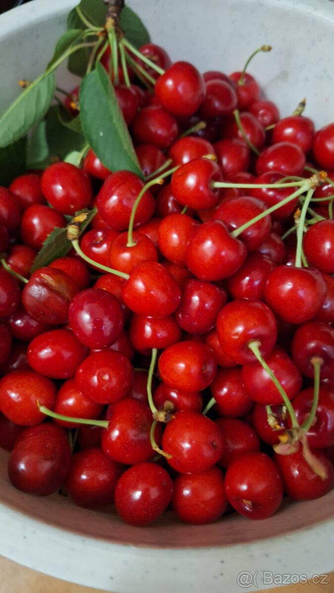 Třešně