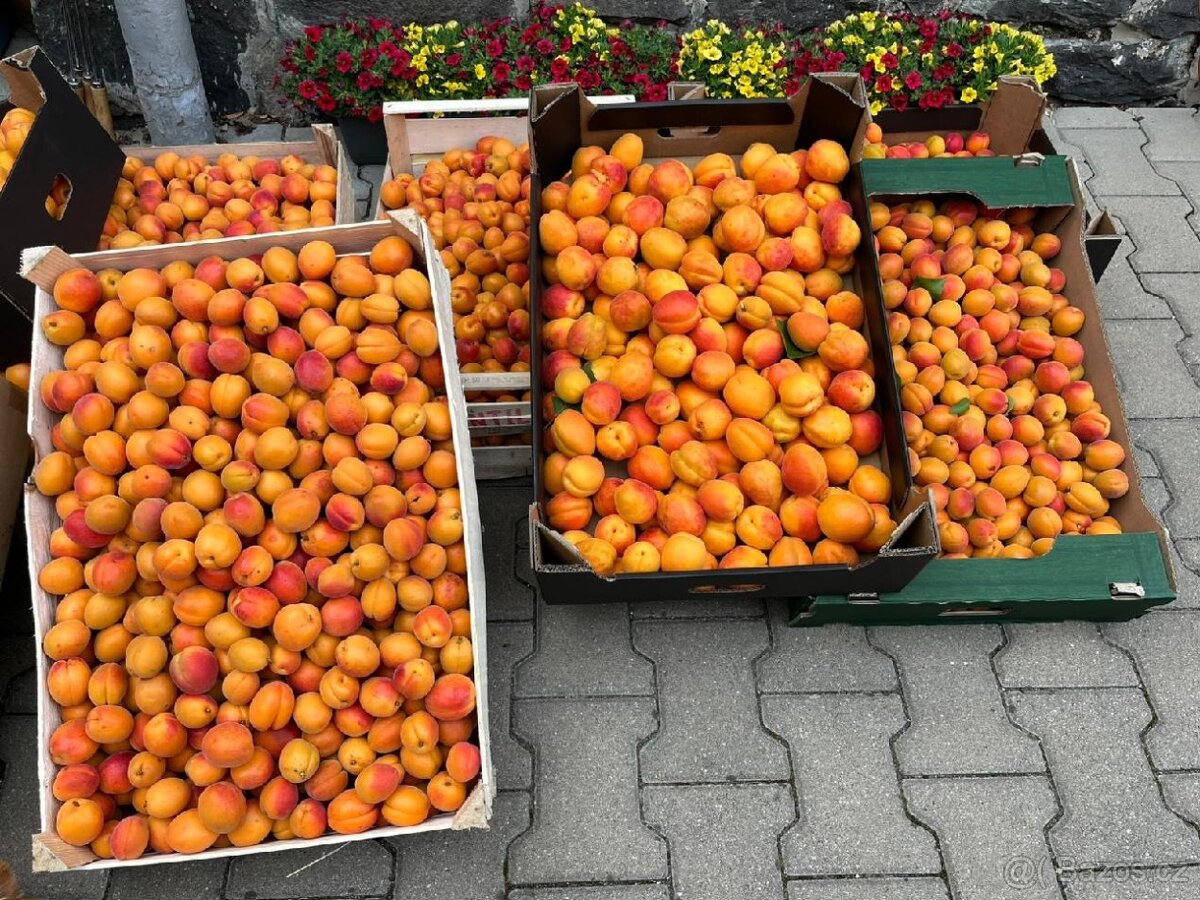 🍑 🍑ČERSTVÉ SLADKÉ MERUŇKY – PRÁVĚ DOČESANÉ🍑🍑