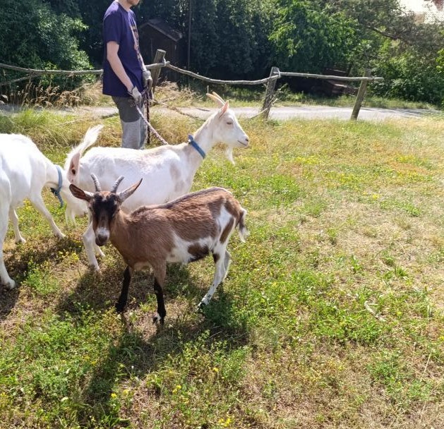 Kozička (koza, kůzle) prodej