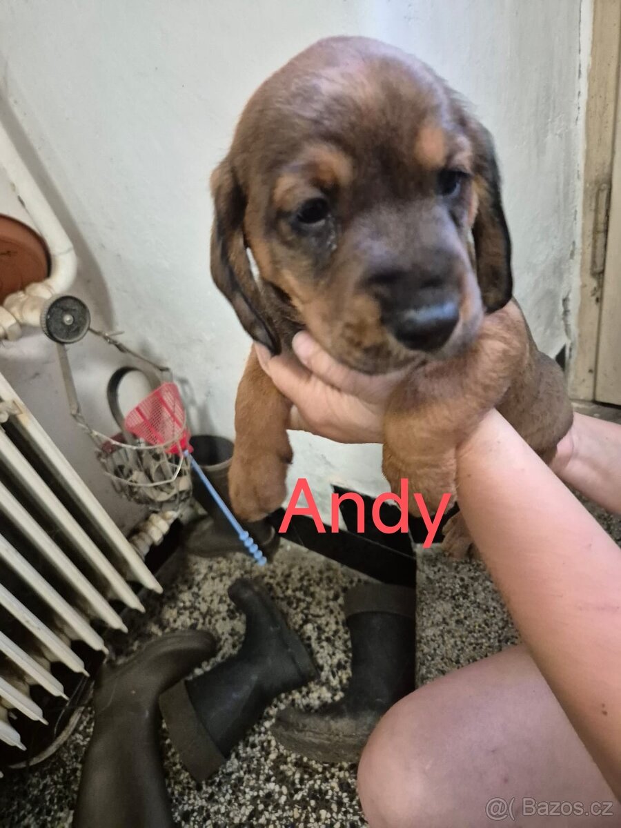 Štěňata Tatranského Ďuriča