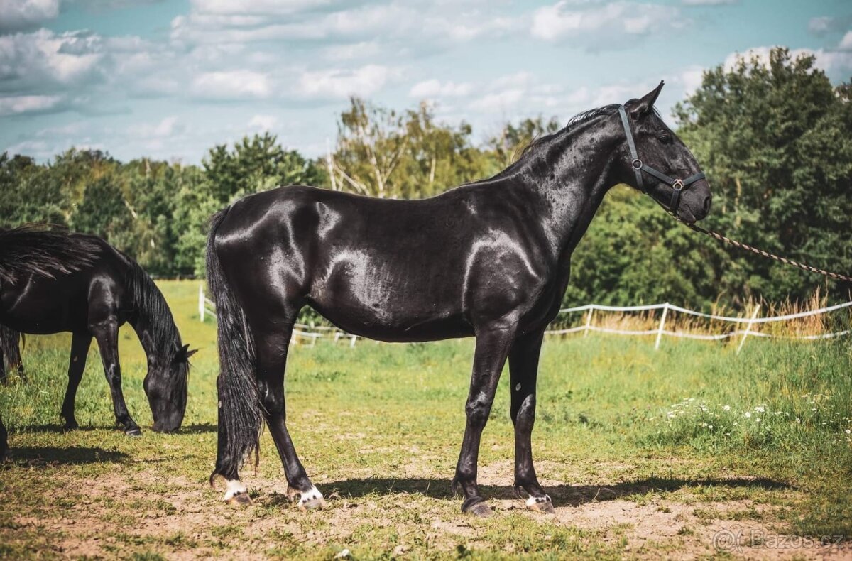 Starokladrubská klisna březí
