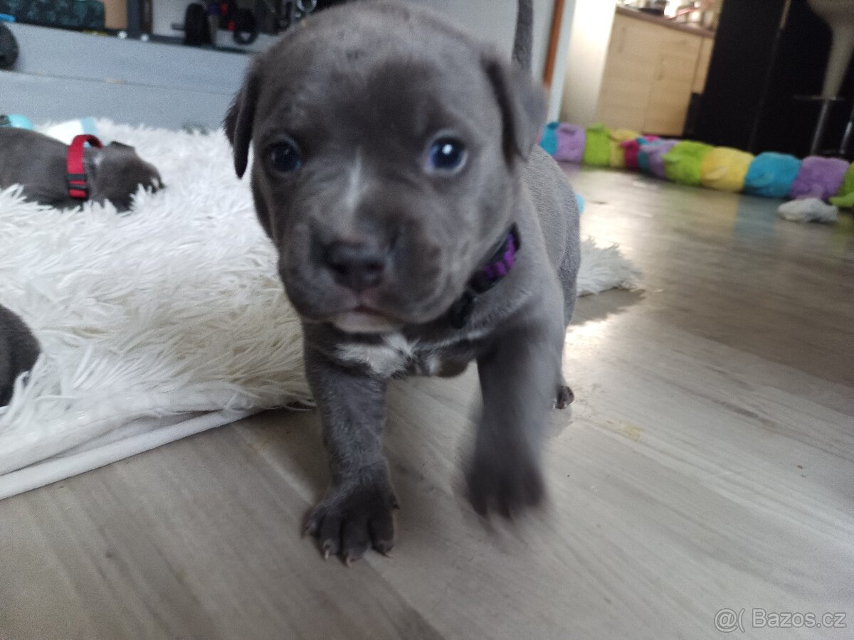 Štěňátka stafordšírský teriér