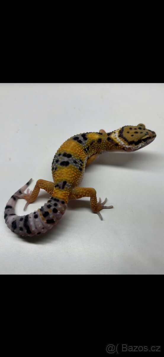 Gekončík noční Tangerine 1.3