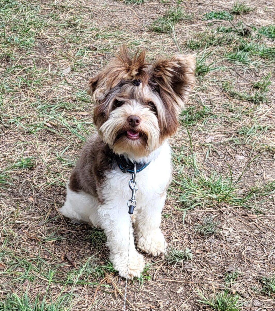 Jorkšírský teriér štěňátko pejsek