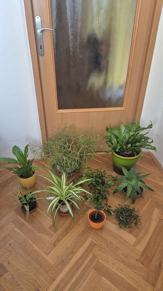 pokojové květiny- Brno