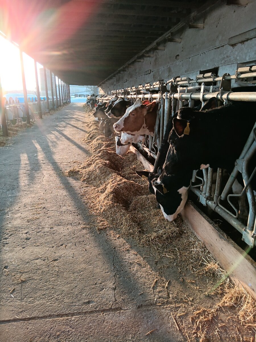 Dojič - ošetřovatel