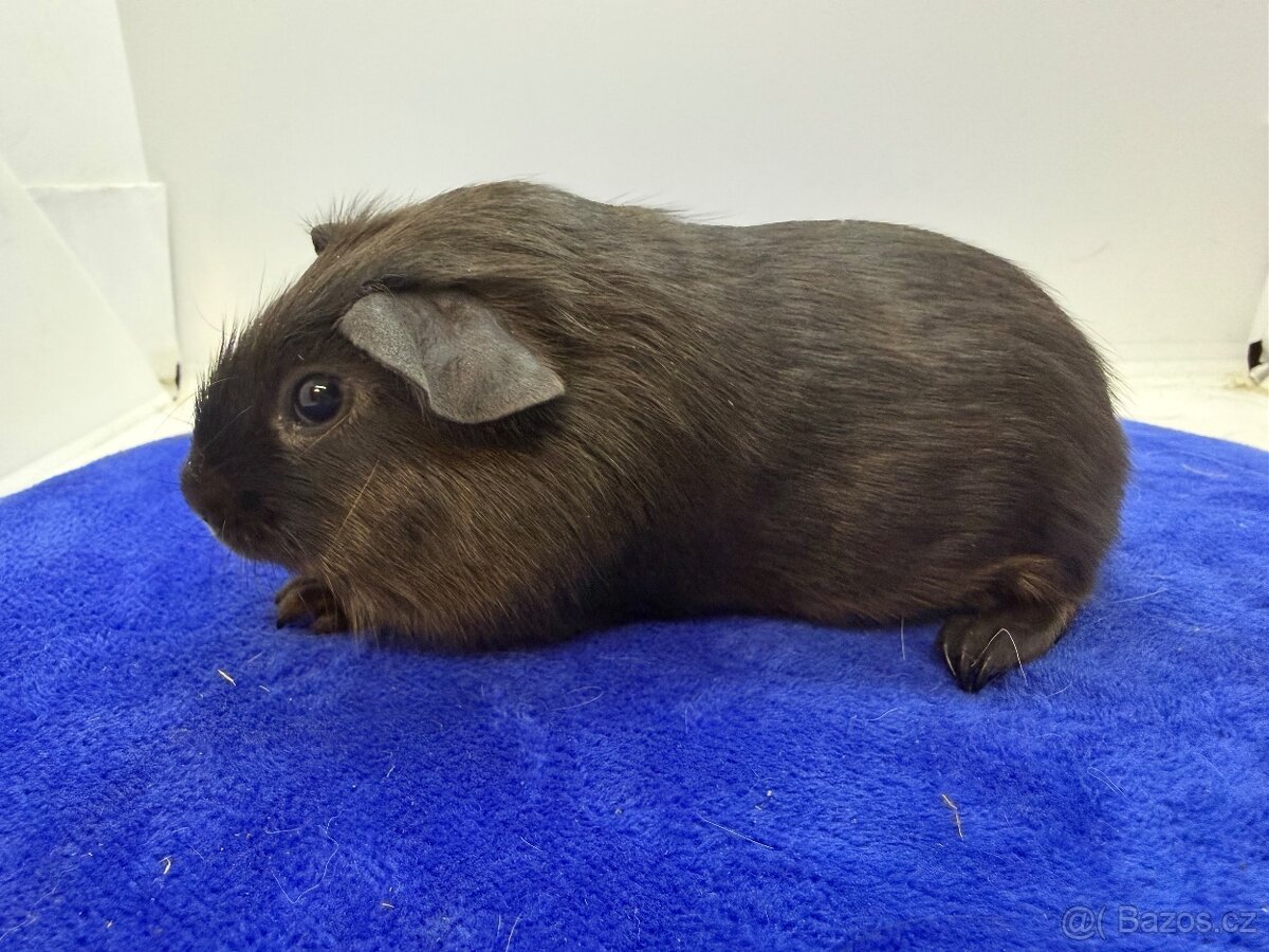 Morče hladke sameček tan blue