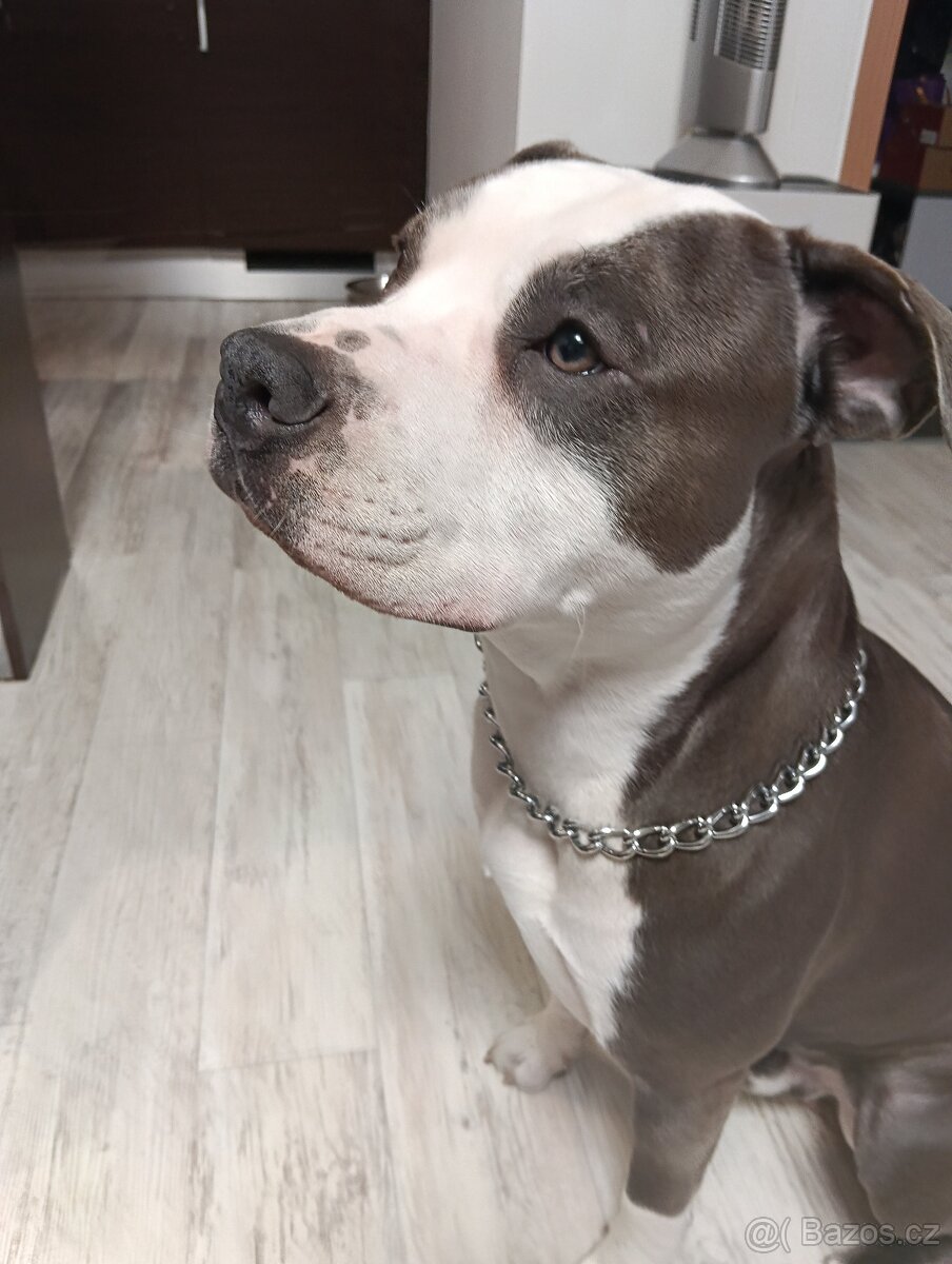 Americký staford teriér