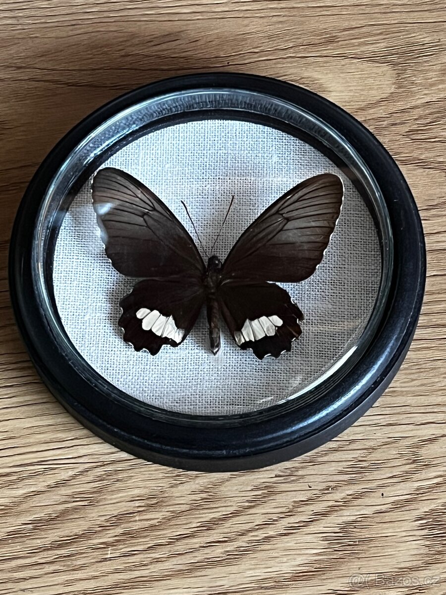 Motýl v rámečku - Parides Panthonus Guatemala