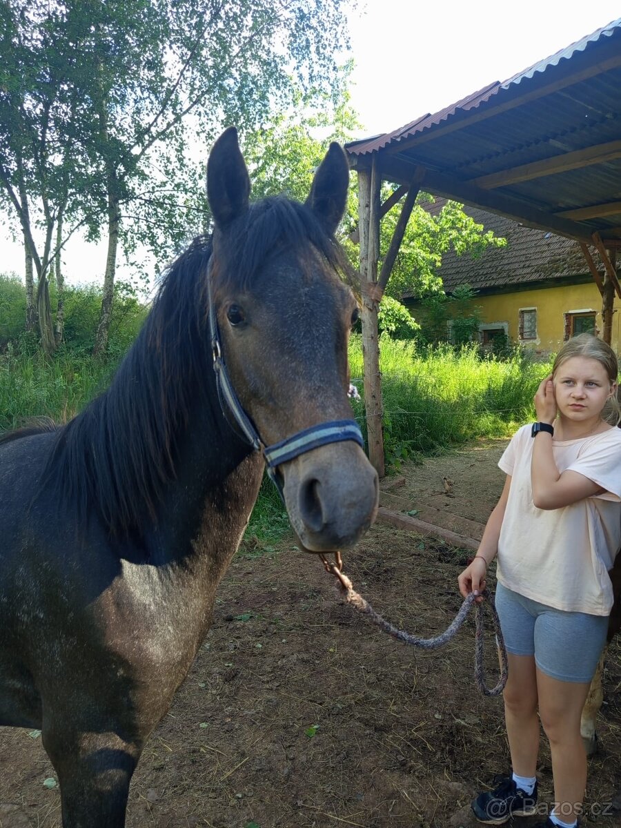 Pony ČSP