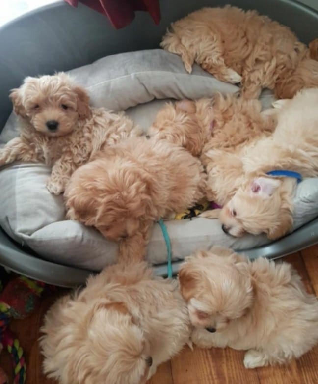Maltipoo