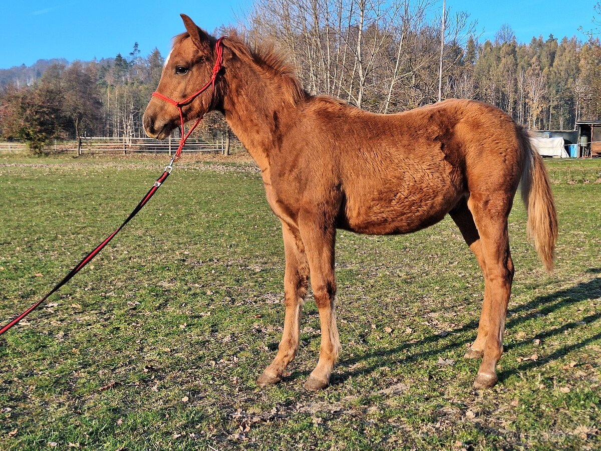 Hřebeček AQH x HFL, 50% AQH