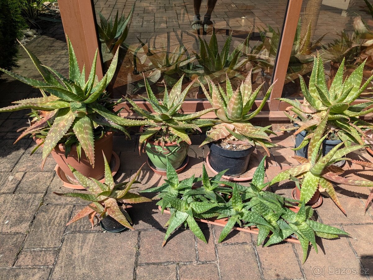 Aloe vera různé velikosti od 30 Kč, Kladno