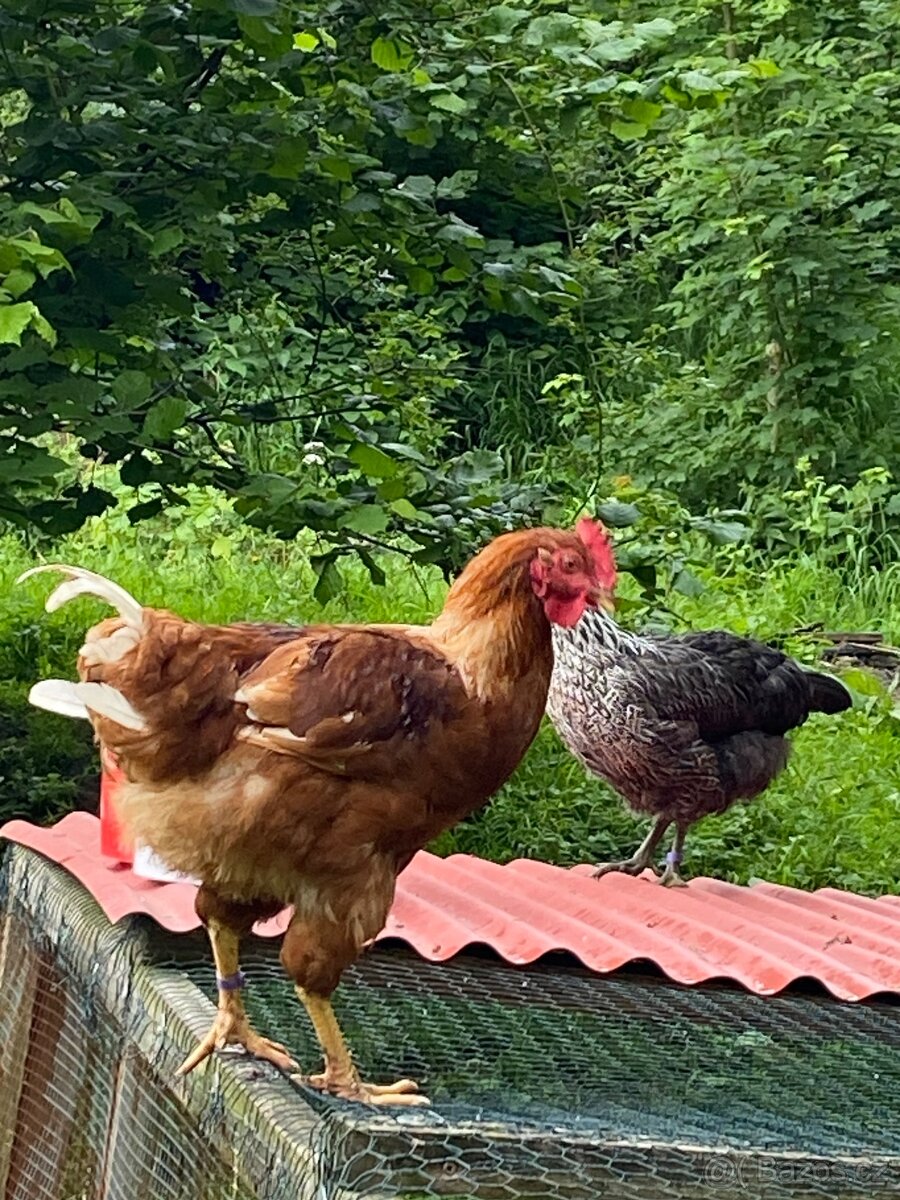 Kohouti