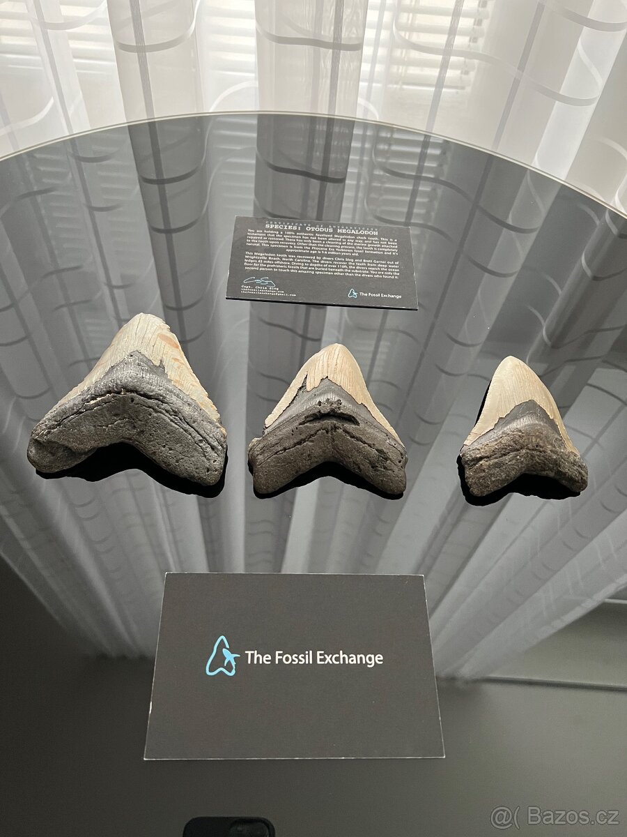 Megalodon