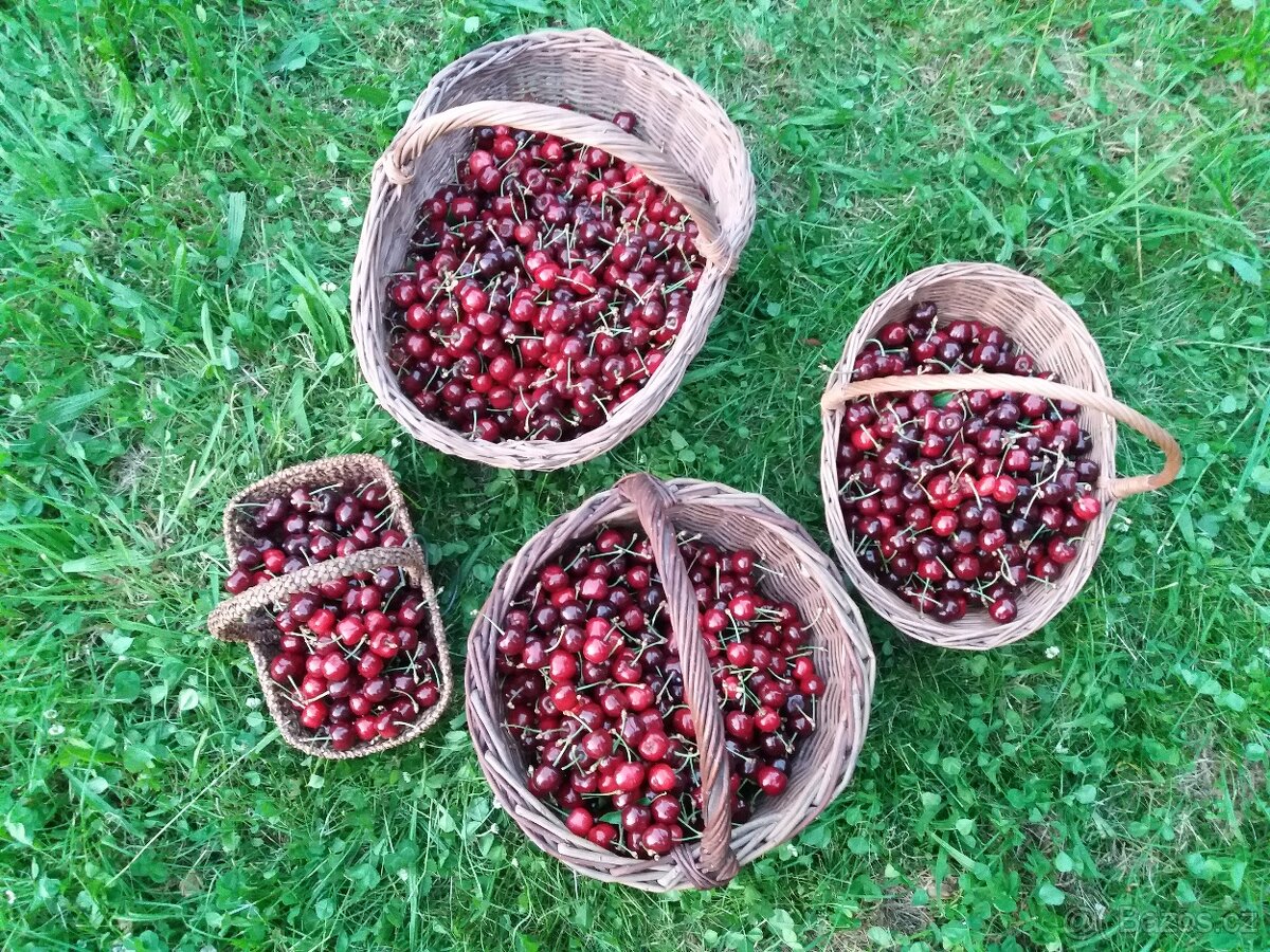 Třešně