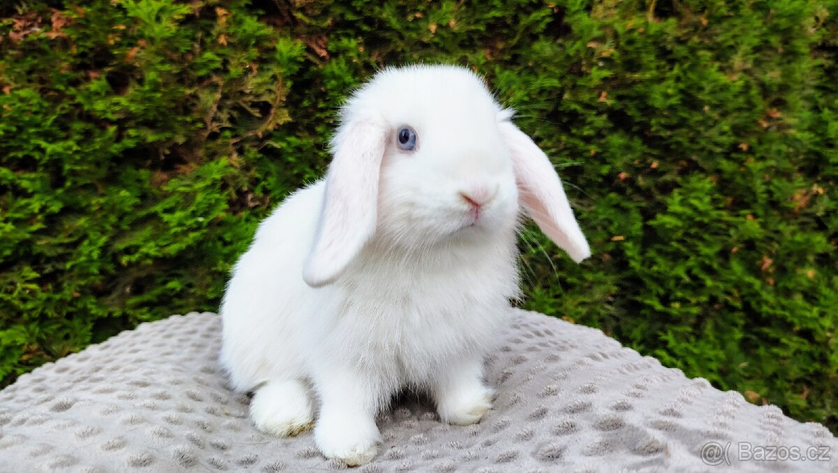 Zakrslý beránek, králíček, králík - TYMIÁN