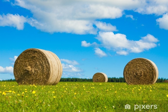 Poptávám letošní seno cca 25 balíků