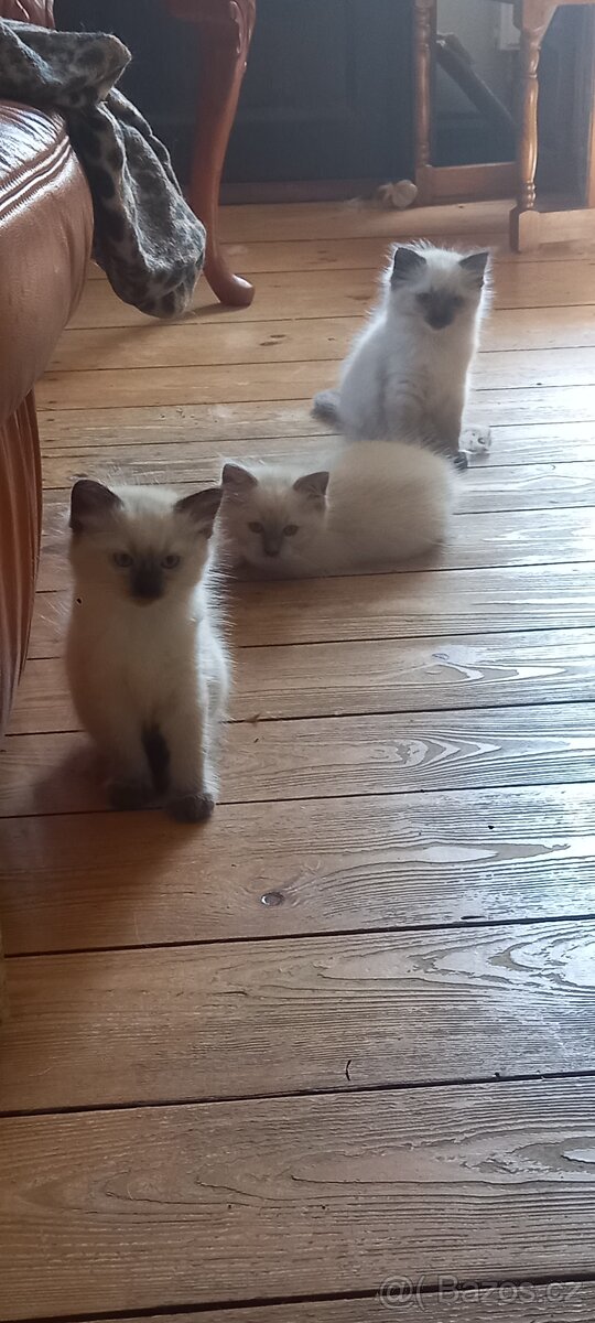 Ragdoll koťata