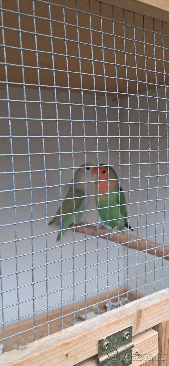 Agapornis růžohrdlý