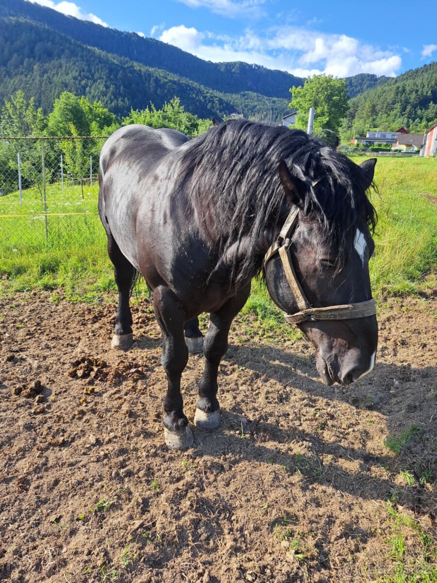 Predám žrebca