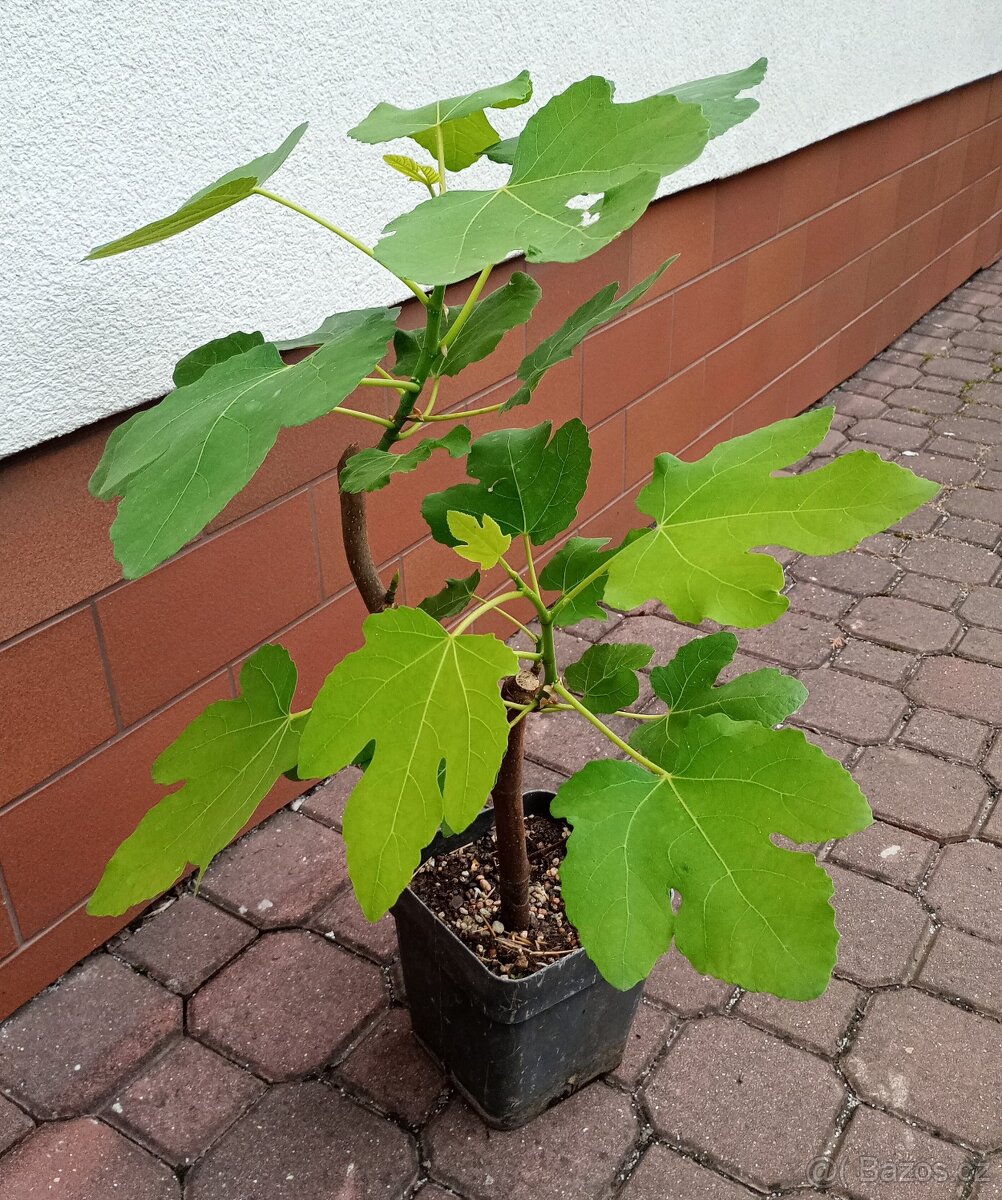 Fíkovník smokvoň (Ficus carica)