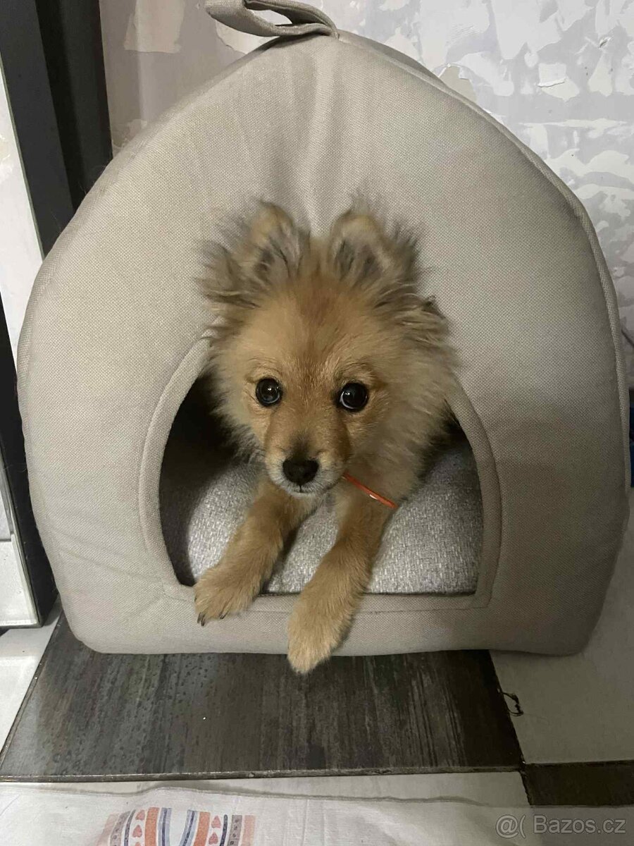 Štěně Pomeranian
