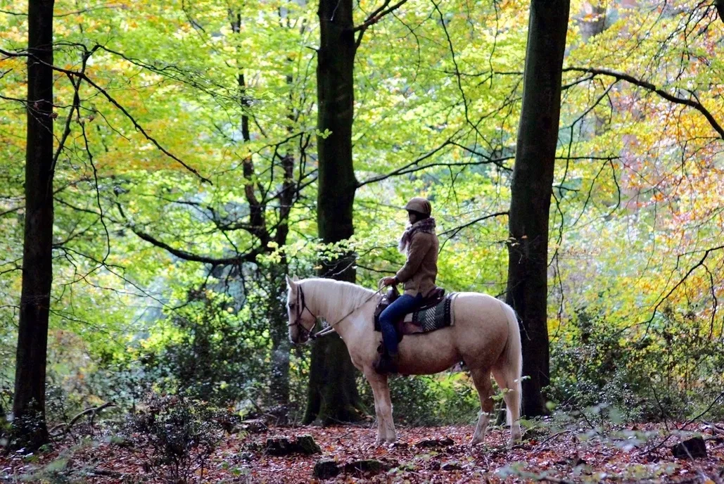 Koupím koňského parťáka