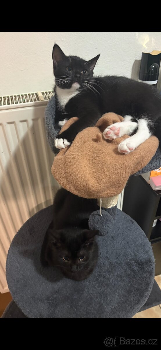 Ragdoll × Britská koťátka mazlivá a hravá