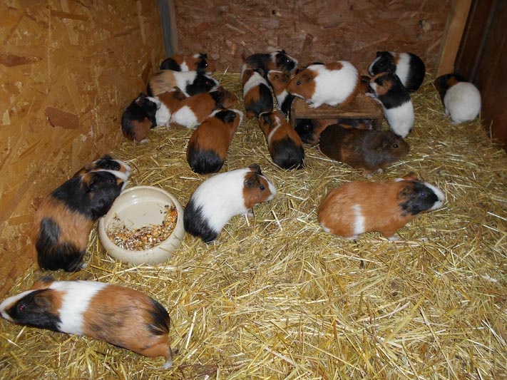 Daruji mláďata morčat