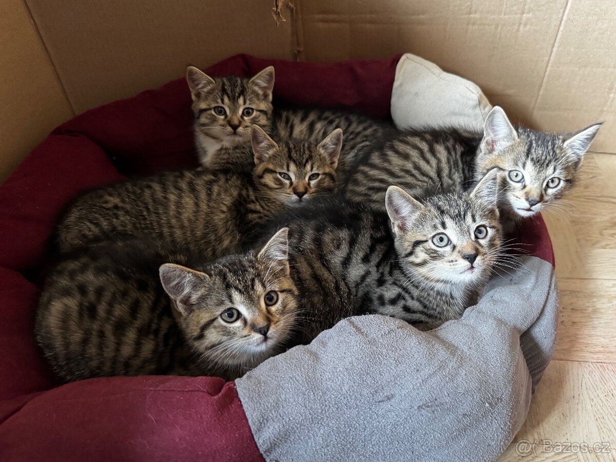 🐾 Darujeme koťátka do dobrých rukou 🐾