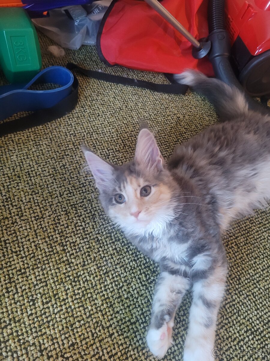 Prodám koťátka mainské mývalí s PP