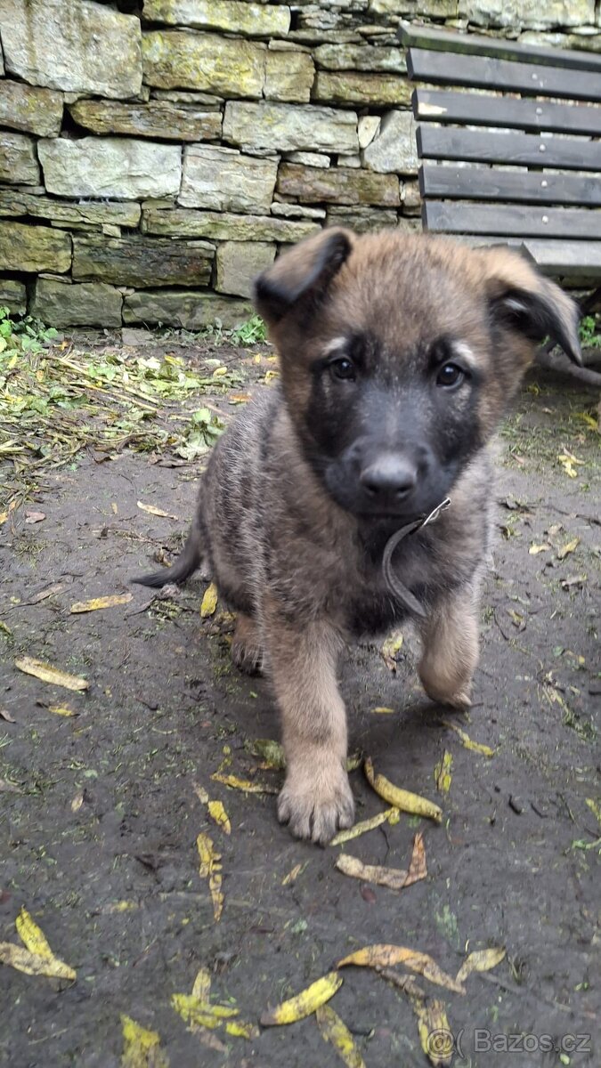 Šťěňata ovčáka