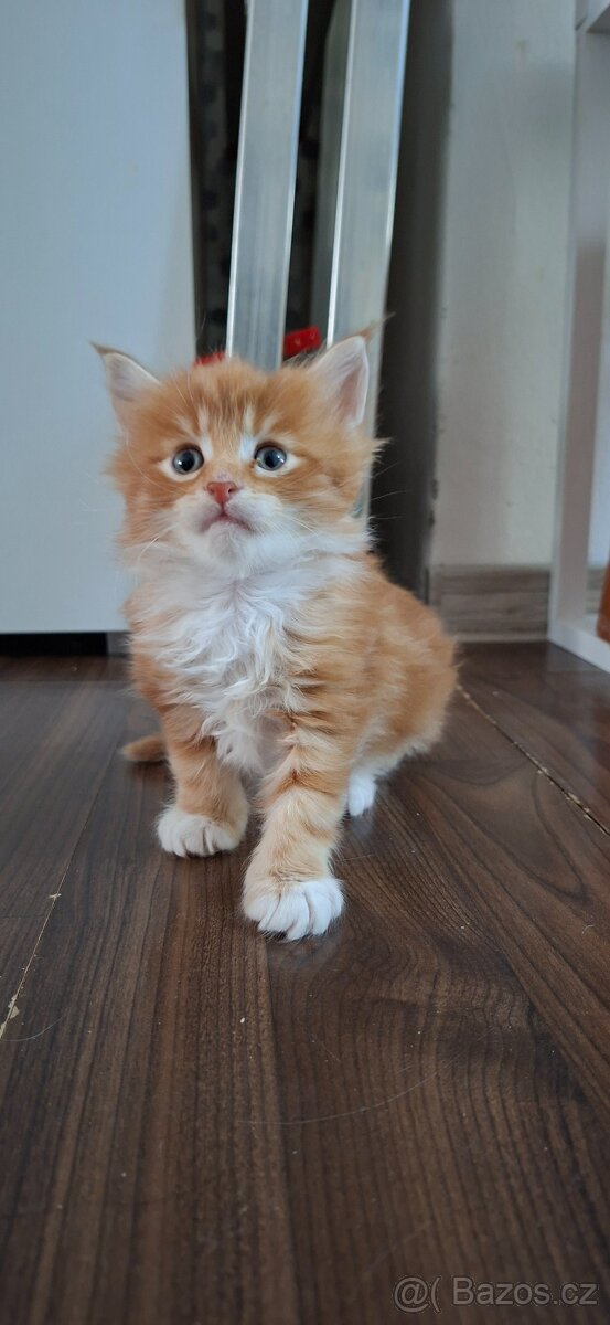 Mainská mývalí bez PP