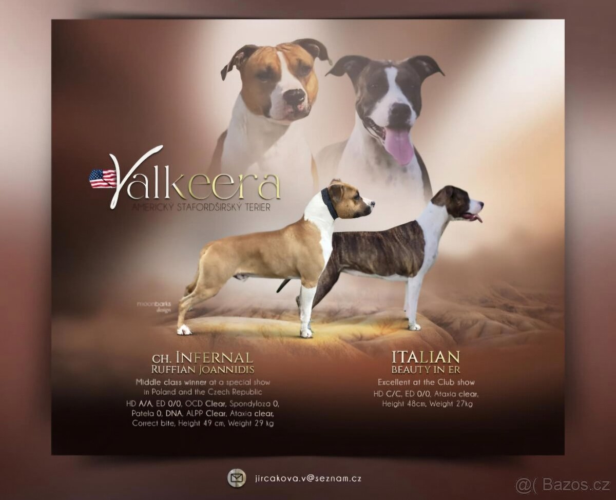 Americký stafordšírský teriér s PP