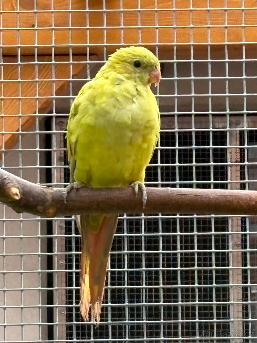 Papousek horský