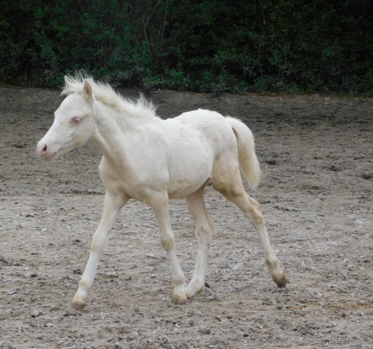 Dva pony hřebečci