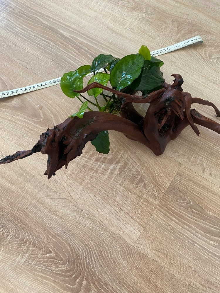 Kořen a Anubias