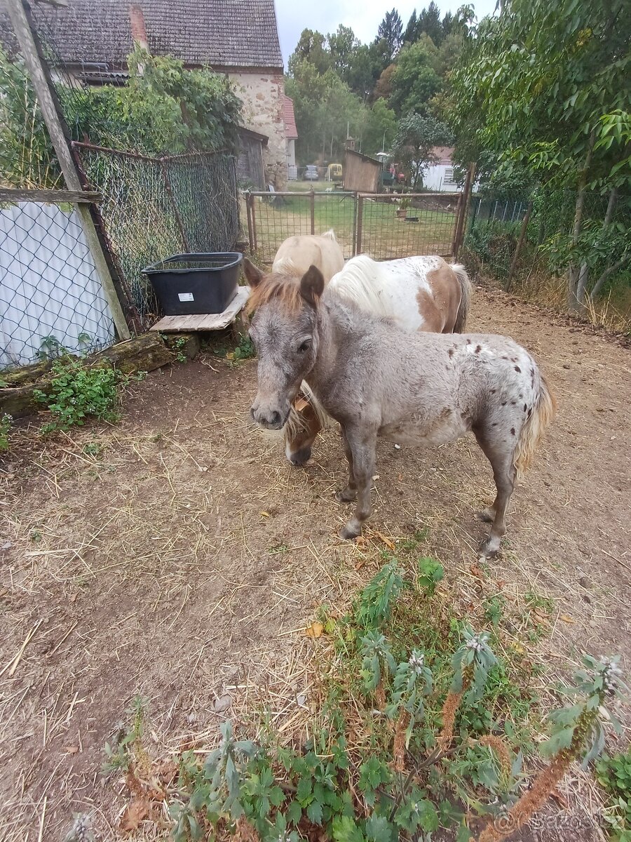 Mini pony