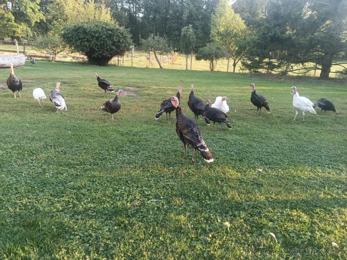 Krůty