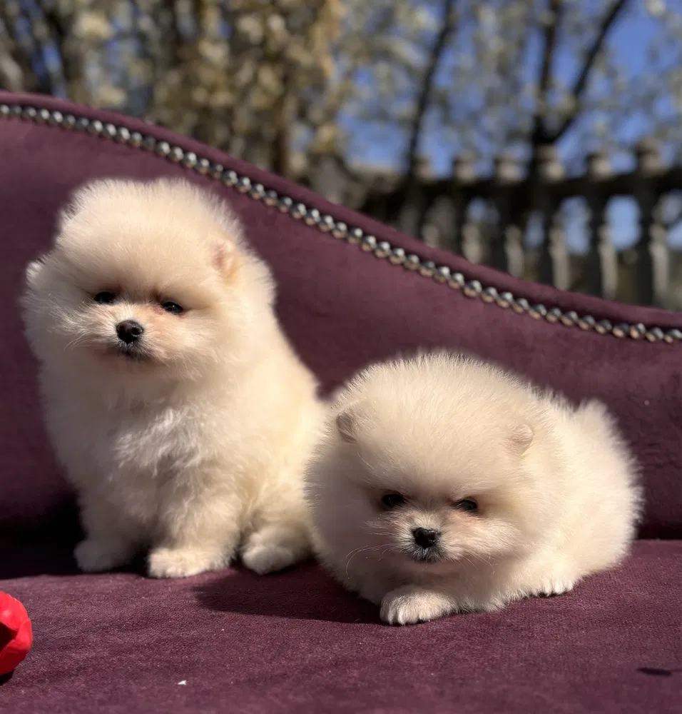 Pomeranian