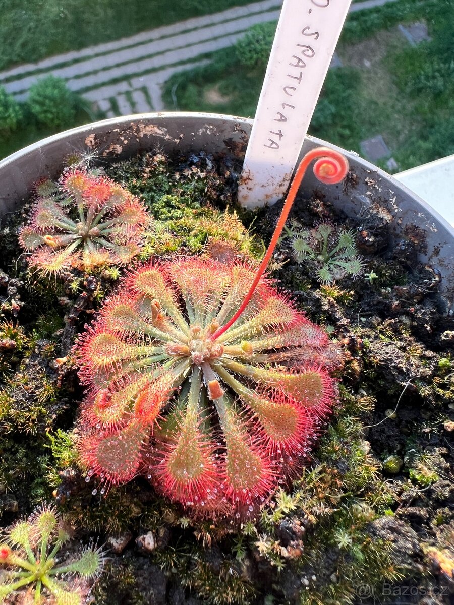 Masožravá rostliny - rosnatka (drosera spatulata)