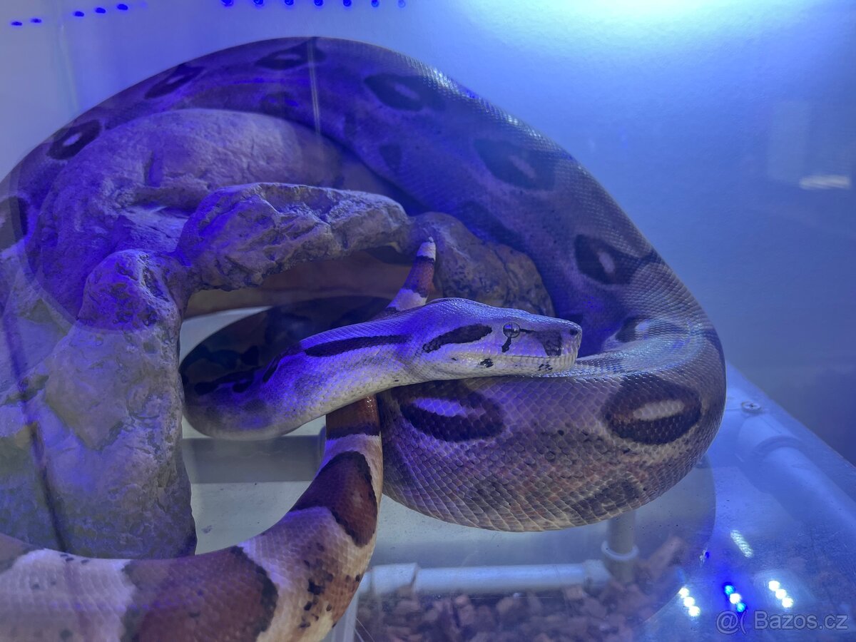 Hroznýš Královský - Boa Constrictor